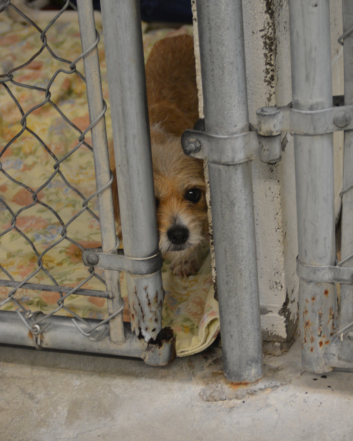 A little dog pokes his nose through a kennel at the Kootenai Humane Society. The capital campaign for a new shelter is at a critical moment as campaign leaders push to raise $1.5 million by Sept. 1 to start construction this fall.