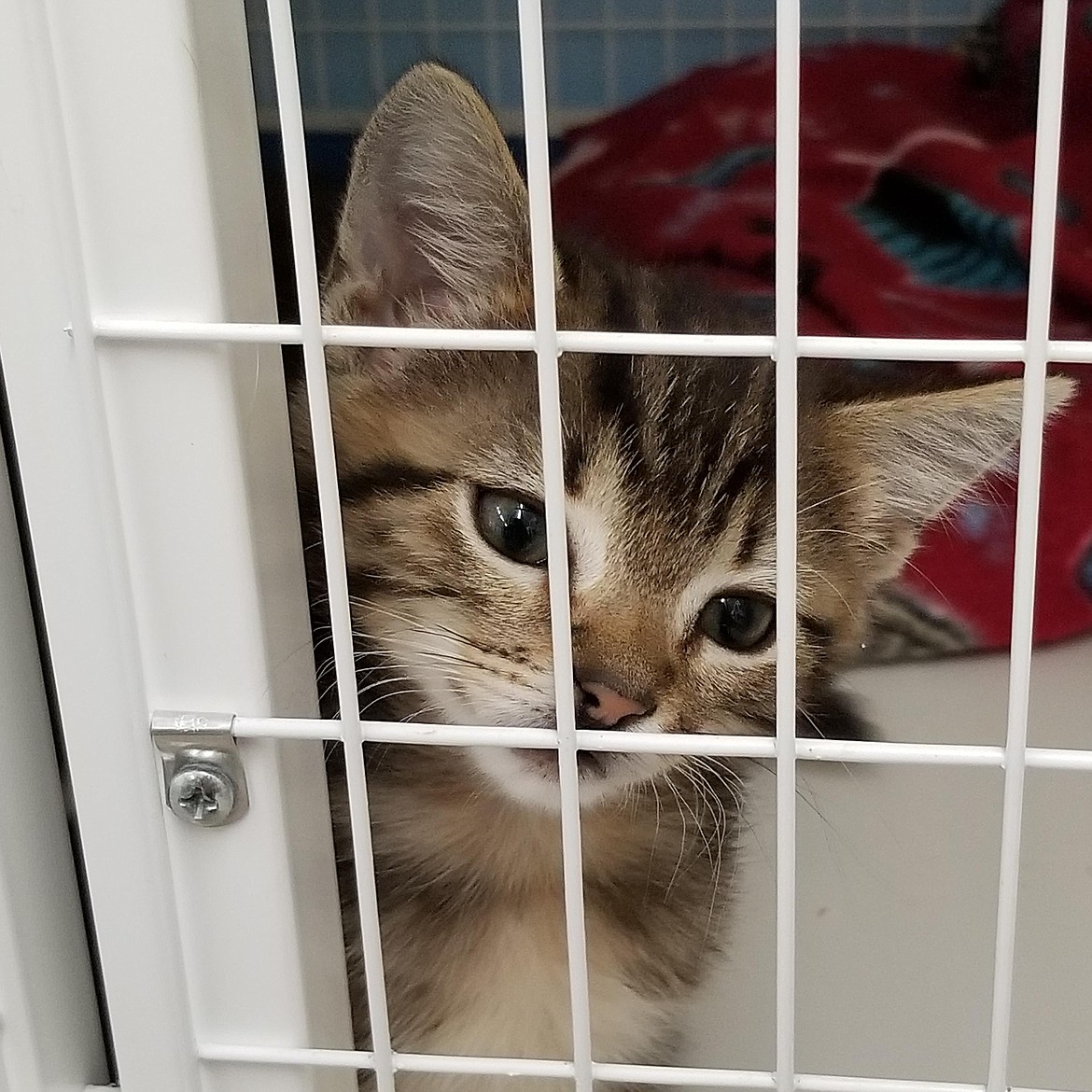 A kitten peers through its cage at the Kootenai Humane Society, a nonprofit, no-kill shelter that is in dire need of a new facility to continue to accommodate the needs of a growing community. With just $1.5 million more, KHS will meet its goal and construction can begin on the new shelter.