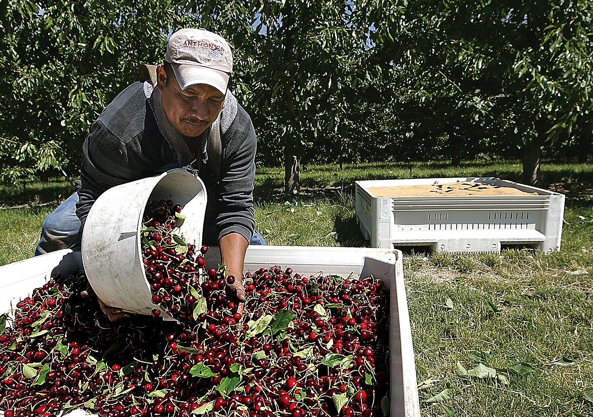 Cherry growers forecast ‘good’ but not record harvest for 2021 Basin