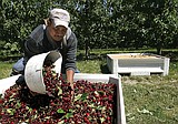 Cherry growers forecast ‘good’ but not record harvest for 2021