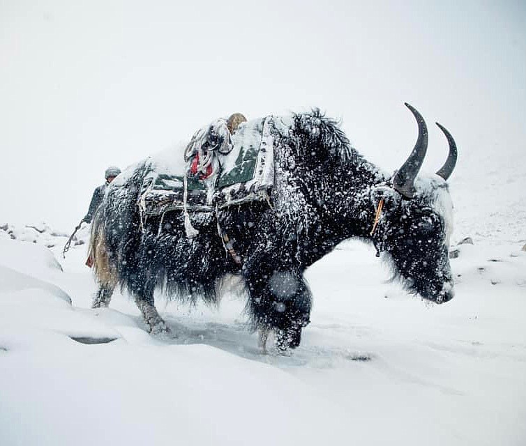 The workhorse of the Himalayas, a yak delivers supplies to Everest Base Camp. (Photo courtesy of Steve Stevens)