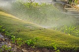 Watering tips for gardeners