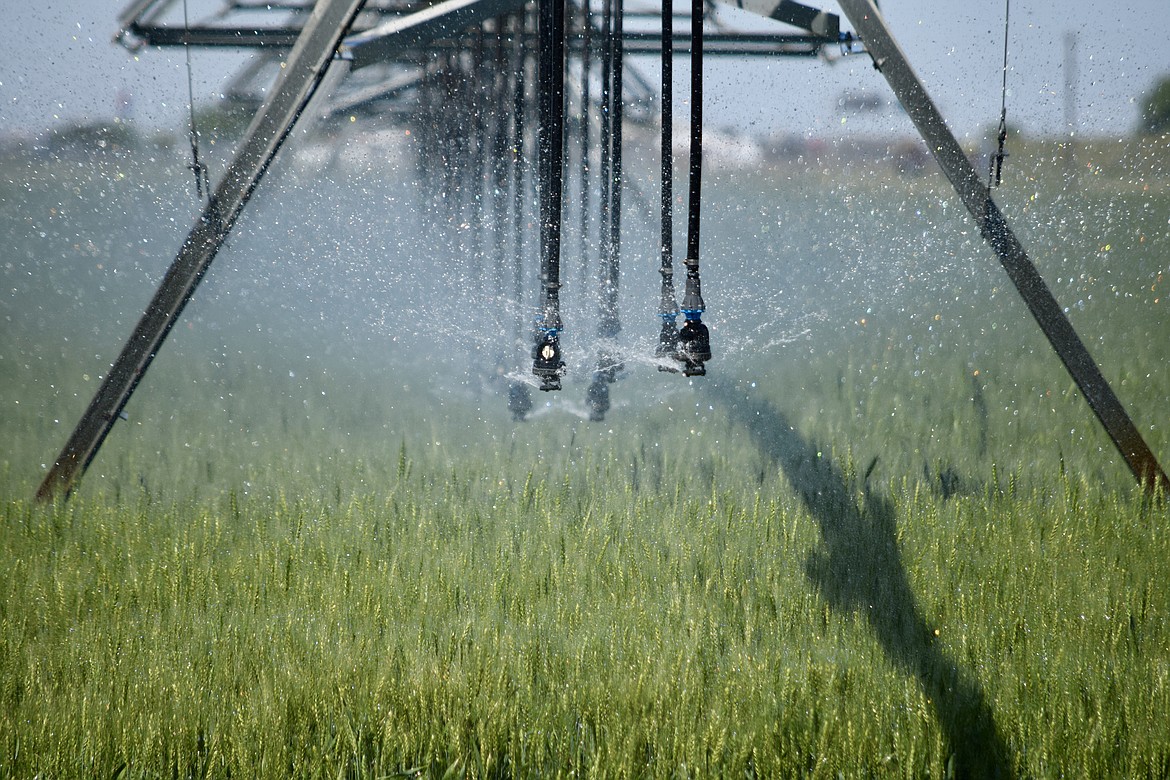 An irrigation pivot waters a wheat field south of Moses Lake with Columbia Basin Project water Tuesday afternoon. Little rain and hot weather mean that much of the Columbia Basin is likely facing a drought this summer.