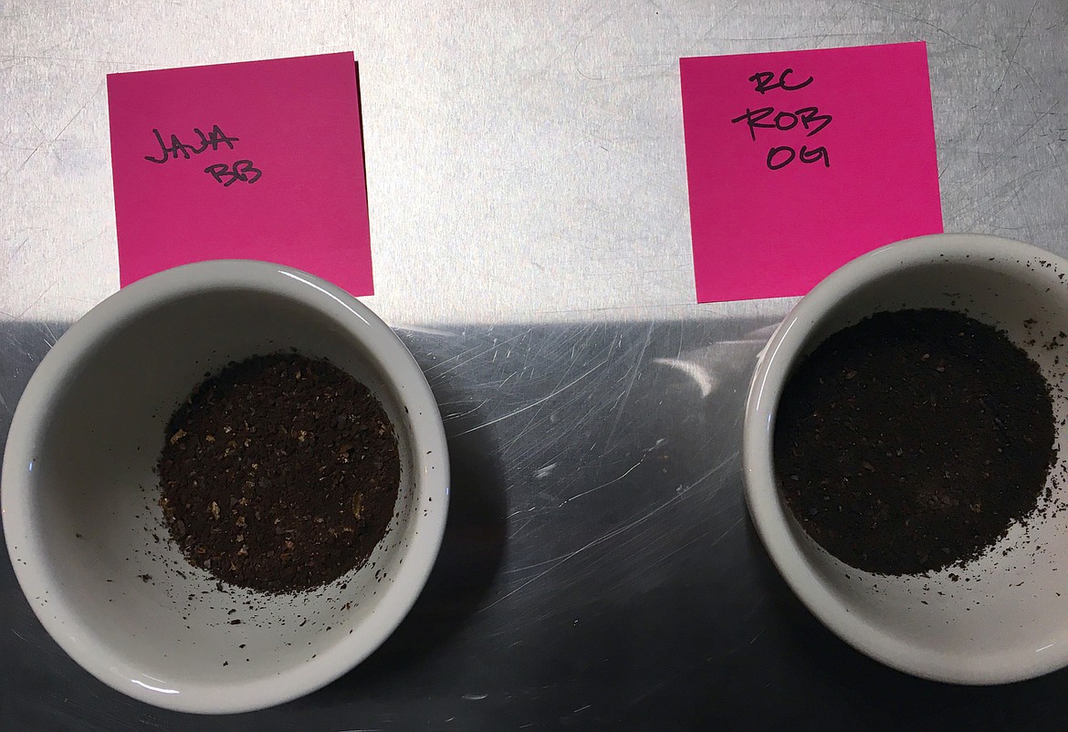 Coffee grounds early in the process of testing for taste.