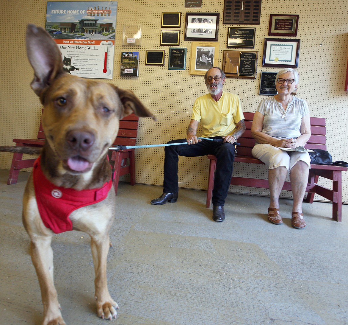 Monty and Carol Belknap of Wallace adopted Cleo on Thursday at the Kootne Humane Society.