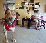 Dog gone good job