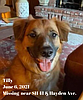 Dog missing after Sunday collision