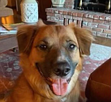 Dog thrown from Rathdrum crash found safe