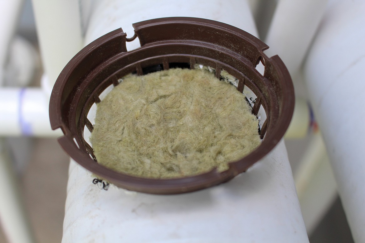 Rock wool, pictured here, helps hold the seed in place while helping to soak up the nutrients from water mix in Ken Rosecrans’ hydroponic growing setup at his home in Moses Lake.