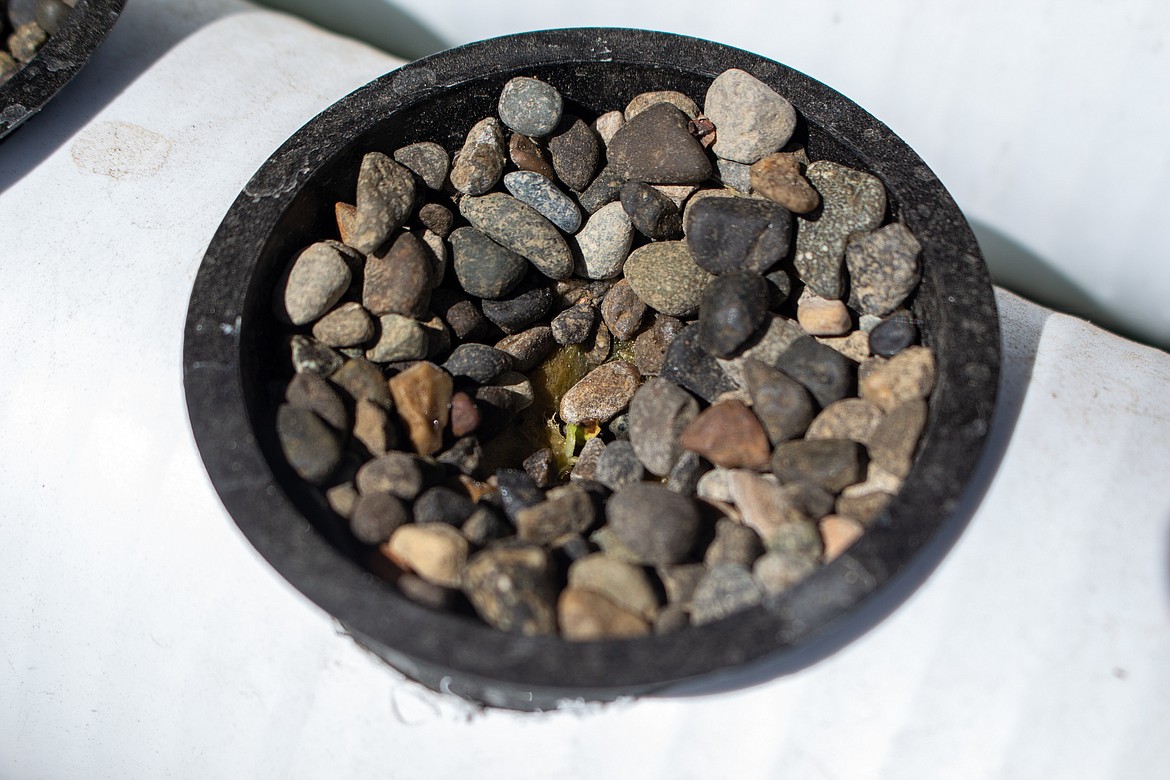 A radish plant peeks out from under the rock filling up the plant container on Ken Rosecrans’ hydroponic growing setup.