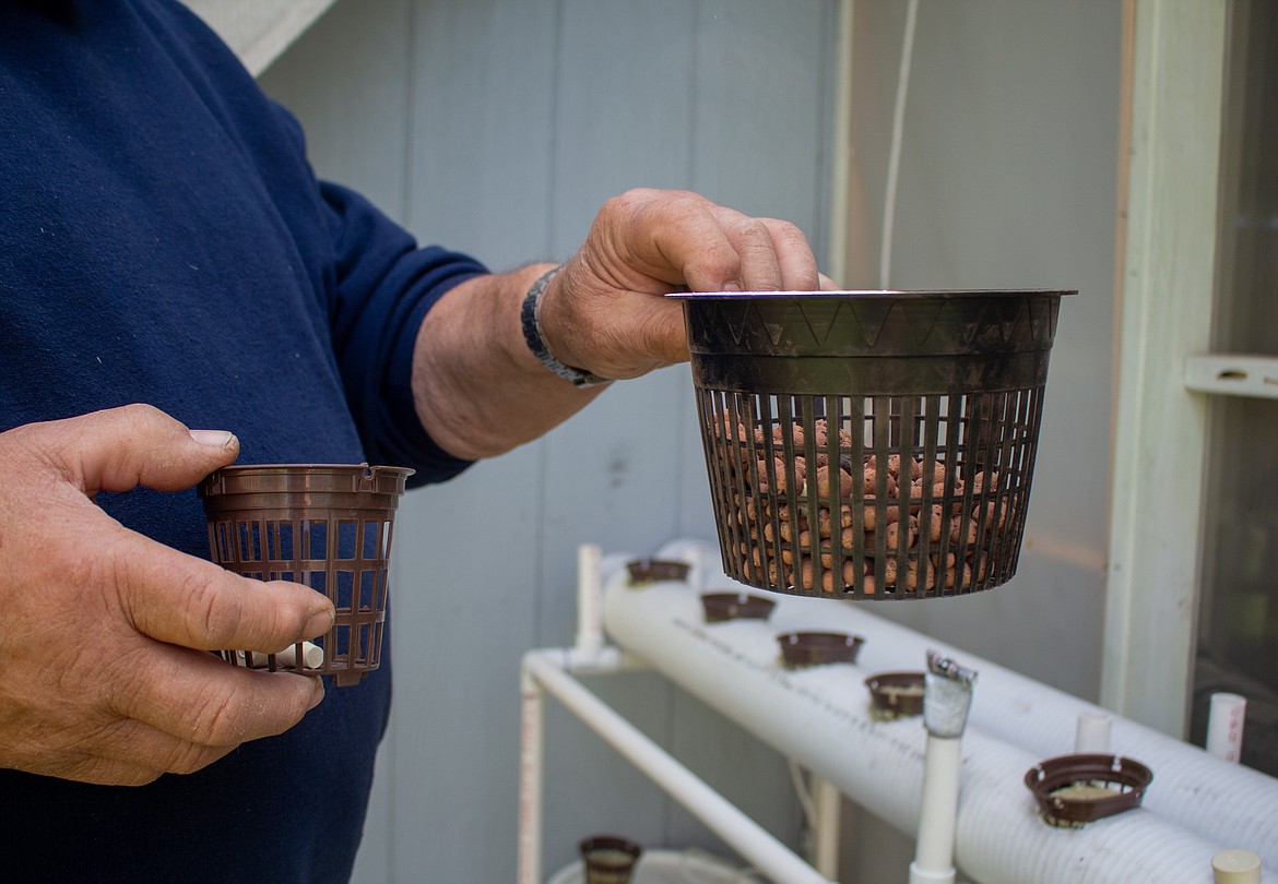 Ken Rosecrans holds up some of the buckets he uses in his hydroponic growing setup to hold seeds in his backyard.