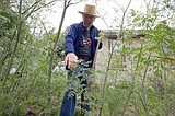 CDA man must dig up, remove poison hemlock