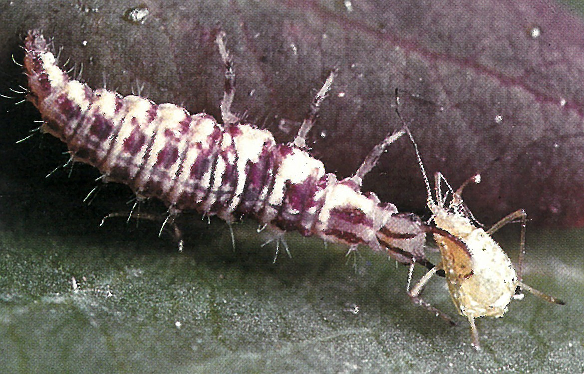 Lovely lacewing and horrid-looking larvae, pictured above, are both super garden beneficials.