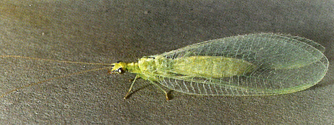 Lovely lacewing, pictured above and horrid-looking larvae are both super garden beneficials.