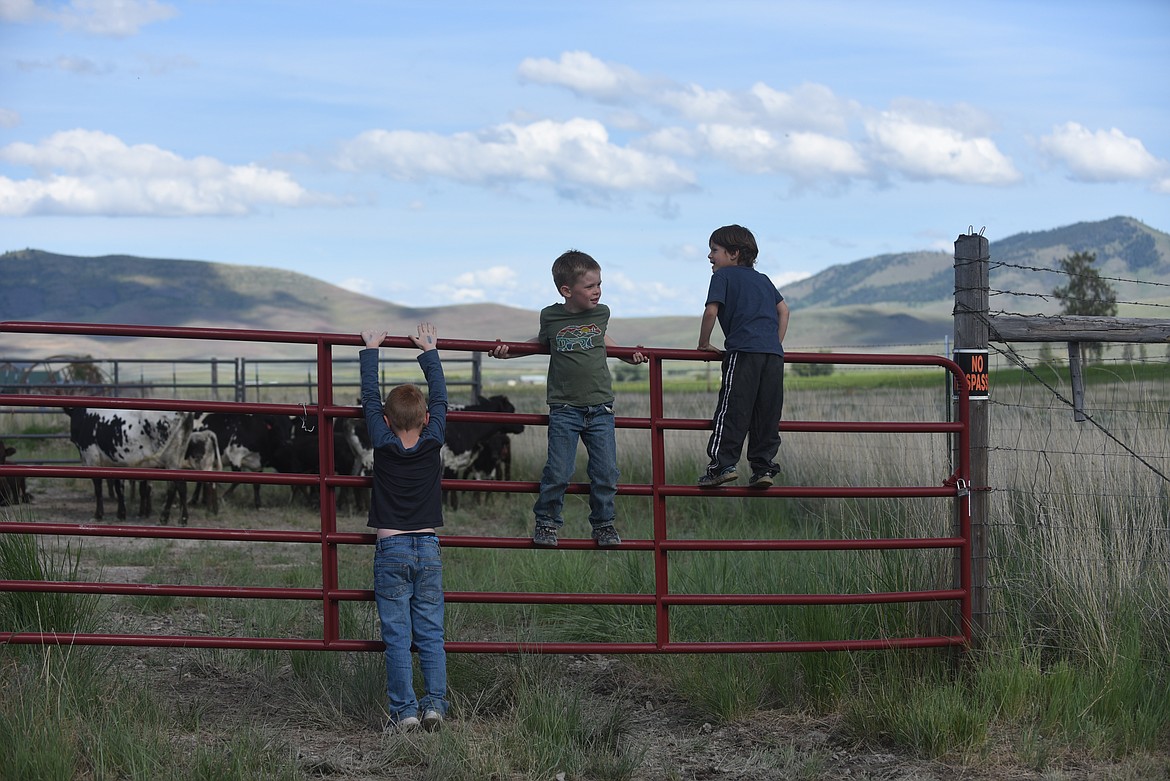 A trio of young cowpokes size up some stock and the view last Saturday at the Hot Springs Rodeo. (Scott Shindledecker/Valley Press)