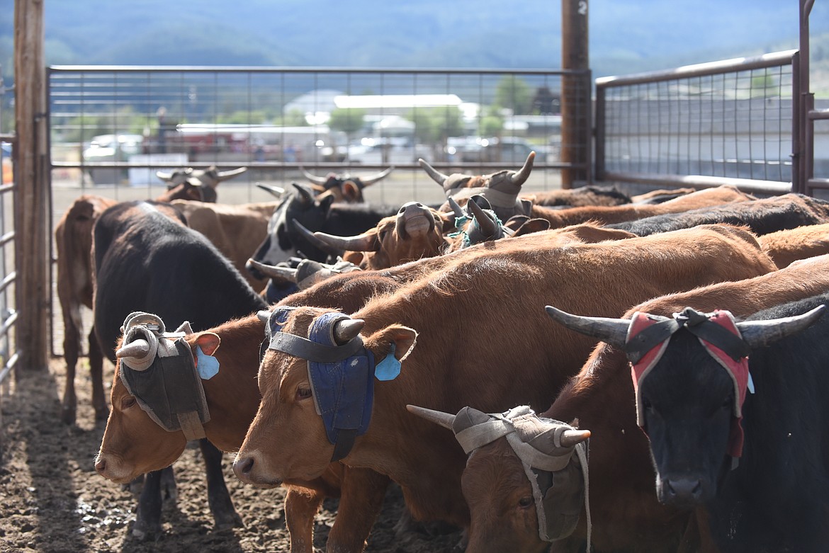 Steers mill about before competition began in last Saturday’s Hot Springs Rodeo. (Scott Shindledecker/Valley Press)