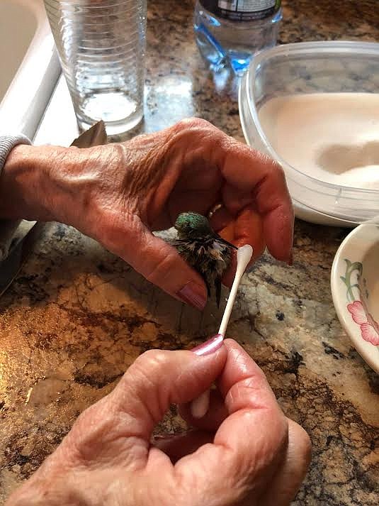 Kathryn Verley, of Superior, gingerly fed this hummingbird some sugar water mixture last month after it got stuck in her garage and tired itself out. She was happy to report her tiny little friend made a full recovery. (Photo courtesy Kathryn Verley)