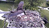 With open wings, welcome baby Dewey