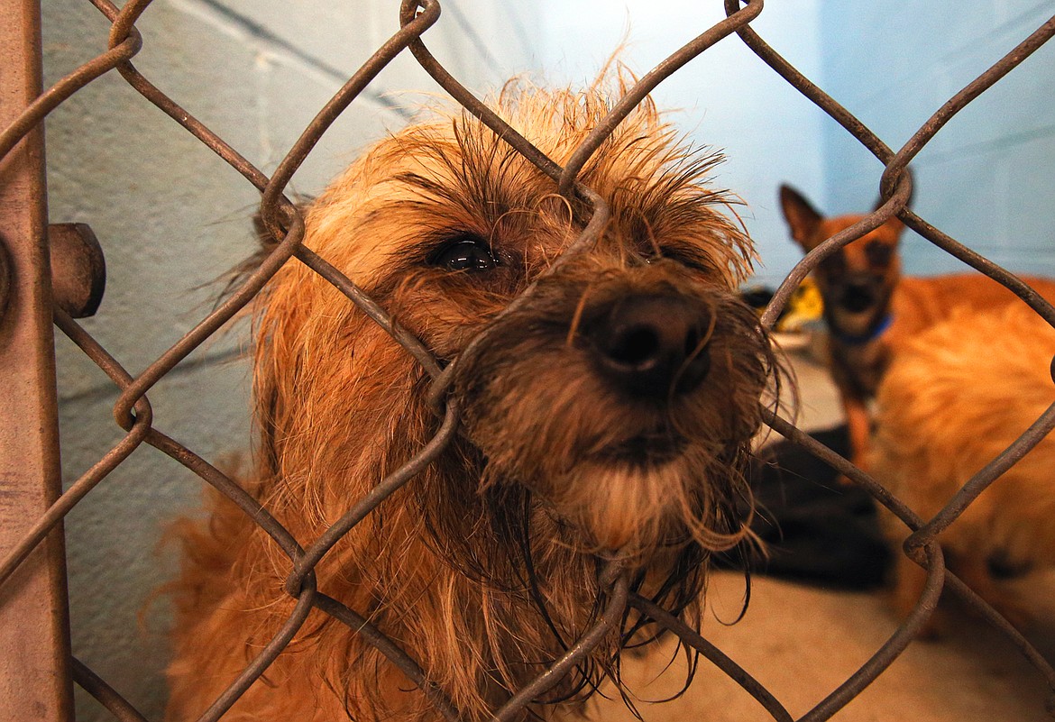 One of the 66 dogs from a Kellogg hoarding situation taken in by the Kootenai Humane Society peers through the kennel gate on Tuesday.