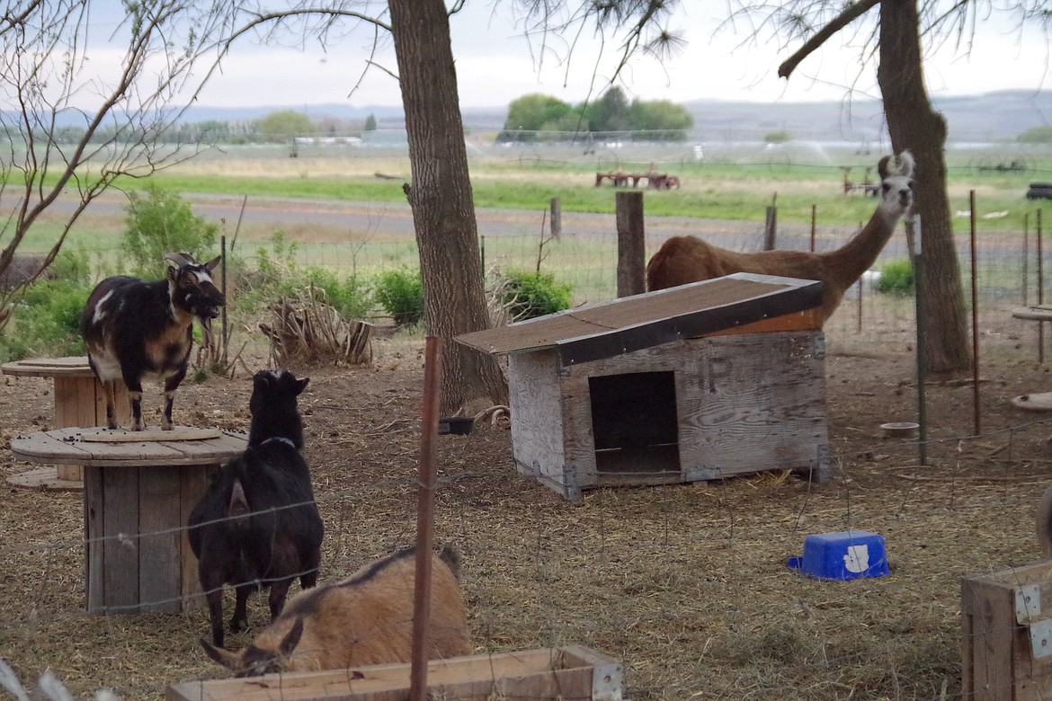 A couple of Tiffany Quilter’s goats hang around their pen with their guardian llama.