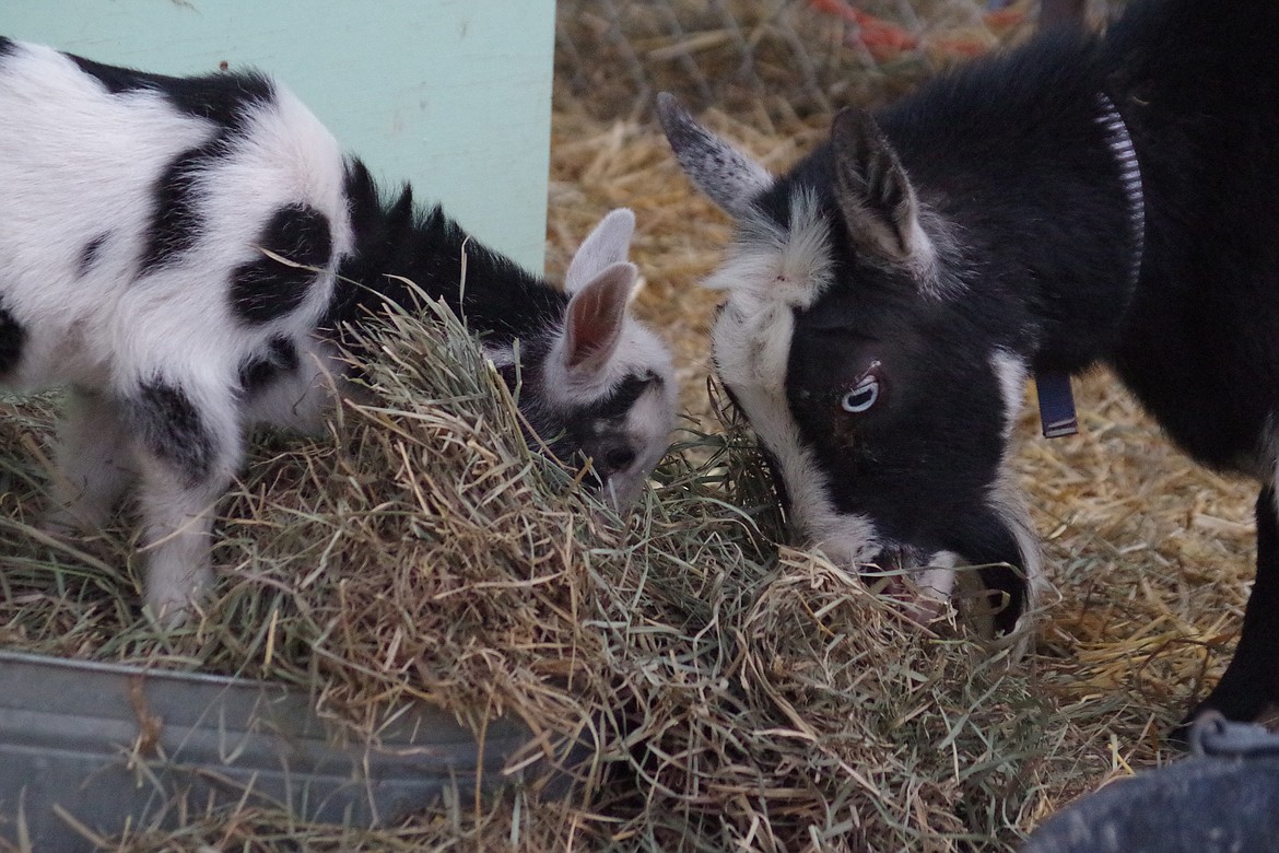 Daisy, left, and Glory are hooved helpers at Original Goat Yoga.