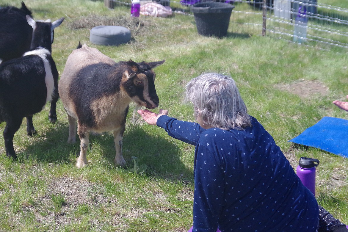 Brenda Hill, of Ephrata, holds out her hand to a yoga goat.