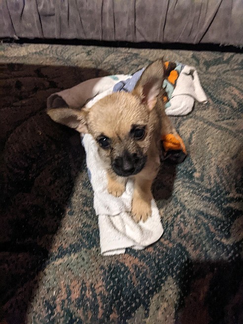 85 Abandoned Dogs Freed From Kellogg Hoarder S Home Shoshone News Press 85 Abandoned Dogs Freed From Kellogg Hoarder S Home Shoshone News Press