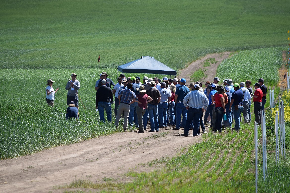 A group attending a soil health workshop sponsored organized by the Pacific Northwest Direct Seed Association, which promotes no-till farming practices, observing several test fields at the McGregor Company's 350-acre test farm on Monday, June 15, 2021.