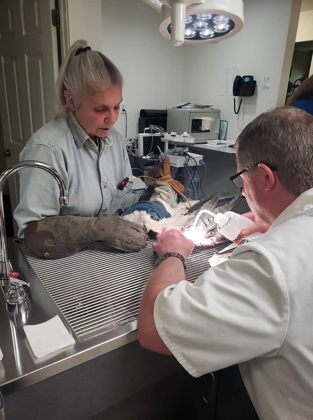 Dr. Mark Lawson (right) and Beth Watne work to fix the wing of the injured osprey found by Pamela Bates. (image provided)