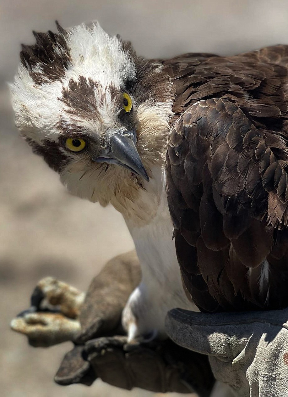 The injured osprey found by Pamela Bates shortly before being returned to the wild after its recovery May 30. (Pamela Bates photo)