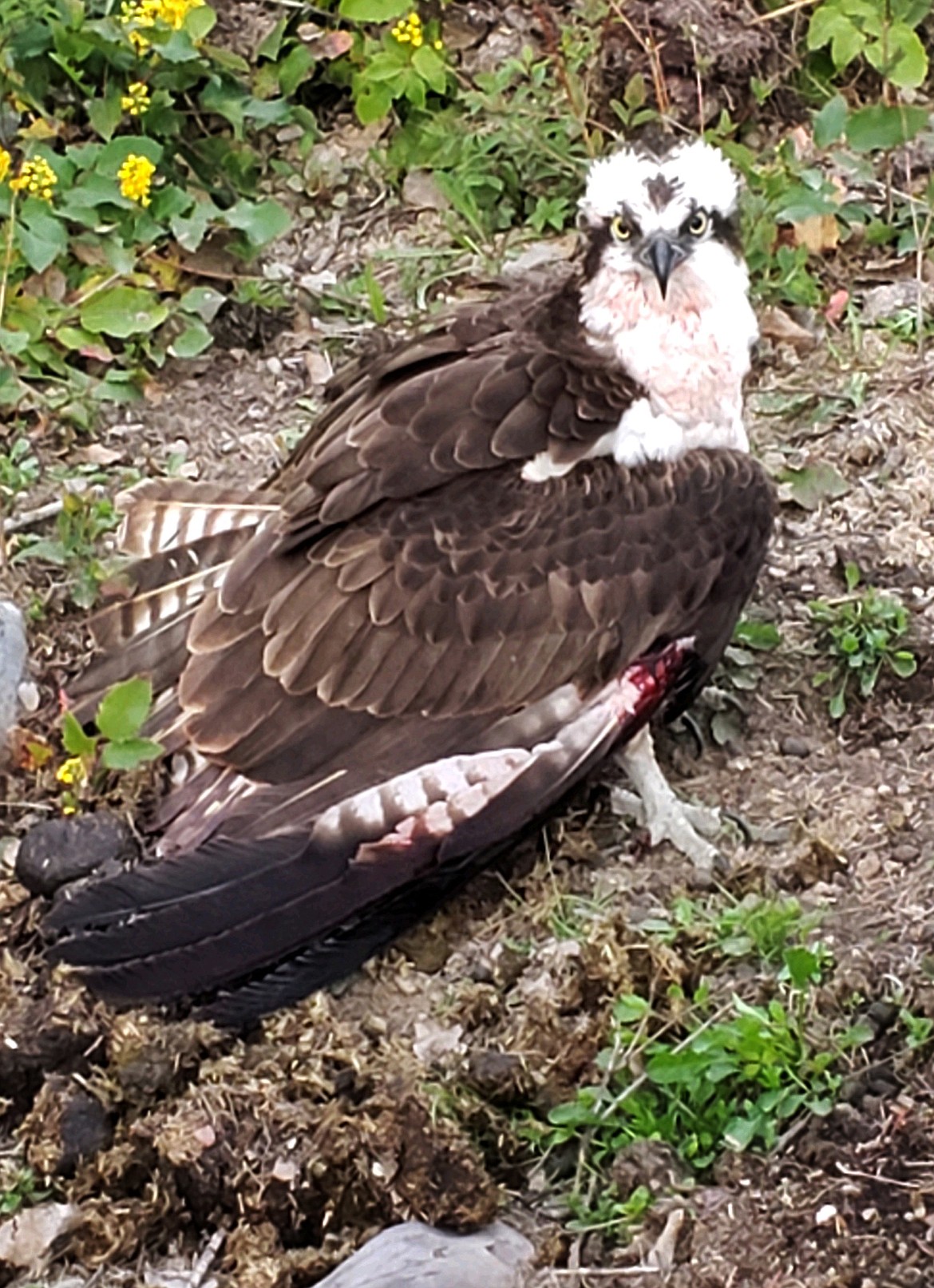 Found in a pasture by Pamela Bates May 12, this osprey had been shot through the wing. (Pamela Bates photo)