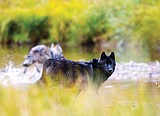 Groups ask Forest Service to ban commercial wolf hunts in wilderness