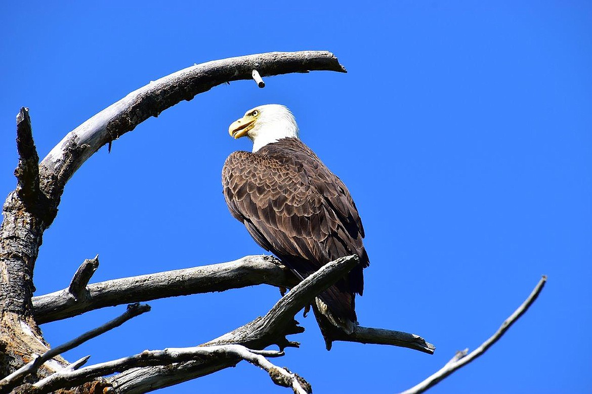 Local photographer Robert Kalberg captured this photo of an eagle hanging out in the Riverside Street area during a recent "adventure drive" in the community.