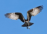 Annual osprey cruise set for July 10