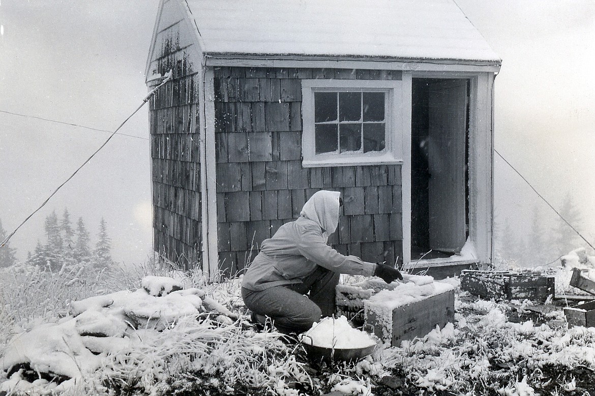 Rebecca McNees Osborn gathers snow to melt for drinking water outside of the Spotted Bear Lookout in 1948. (Joe Osborn photo)