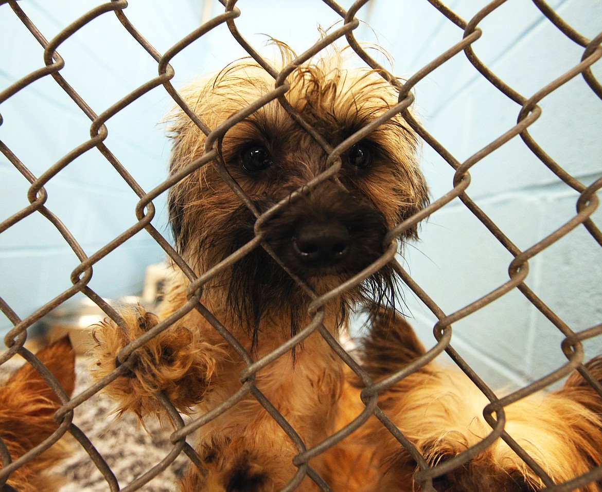 A dog rescued from Kellogg looks through a kennel gate at the Kootenai Humane Society.