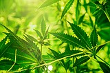 Cannabis research center established at Washington State University