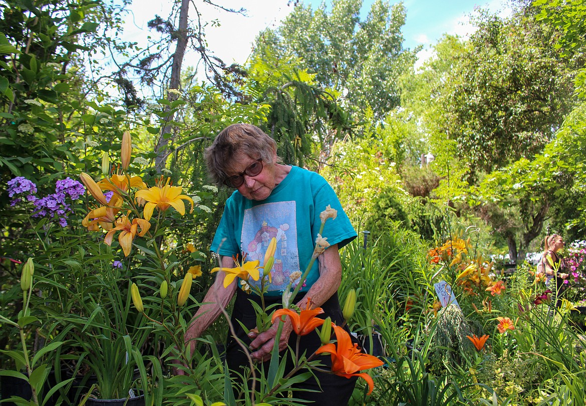 Karen Edwards, owner of Edwards Nursery in Moses Lake, looks at some of the flowers blooming in her plant nursery.