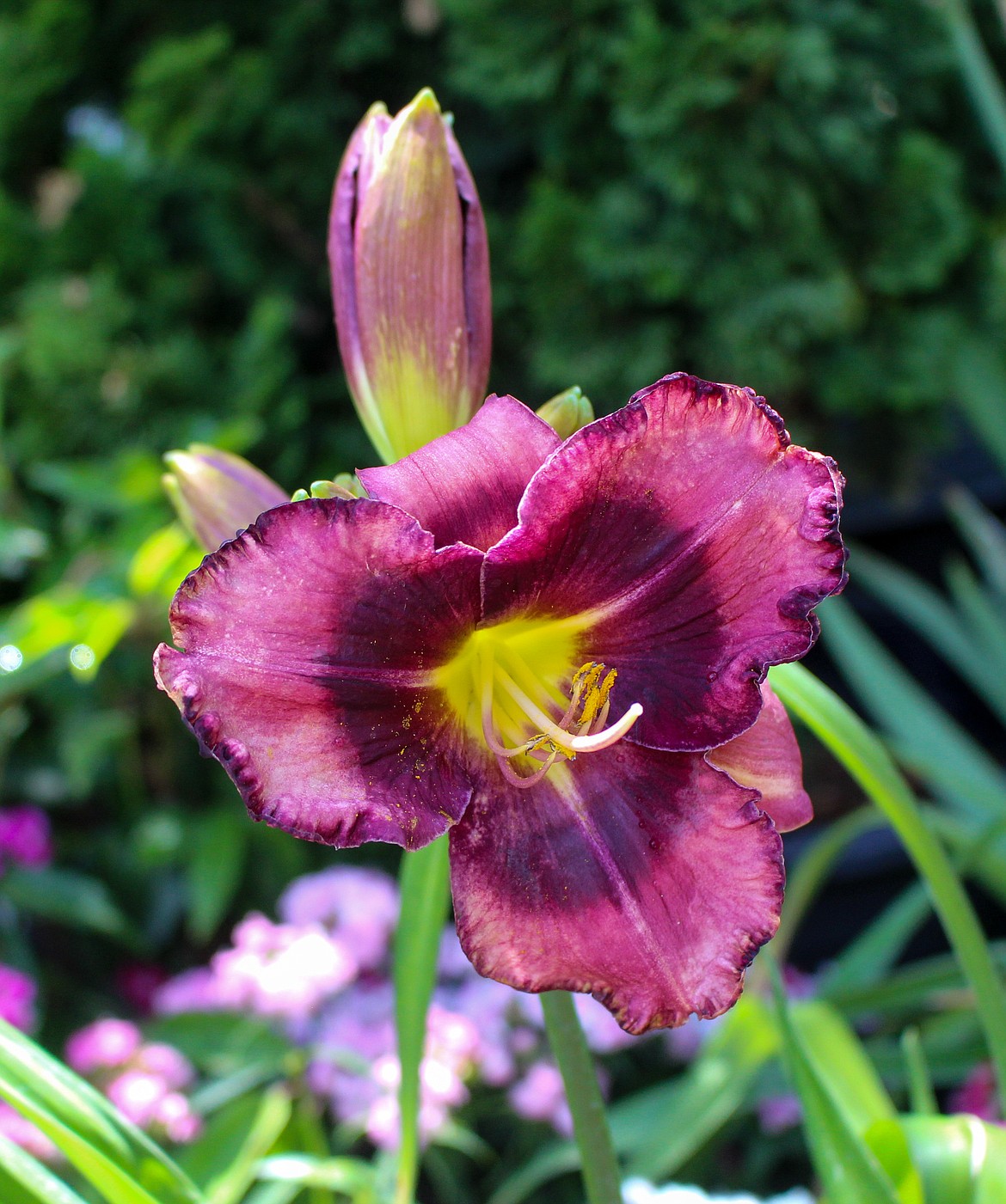 A purple lily shimmers in the afternoon sunlight at Edwards Nursery in Moses Lake.