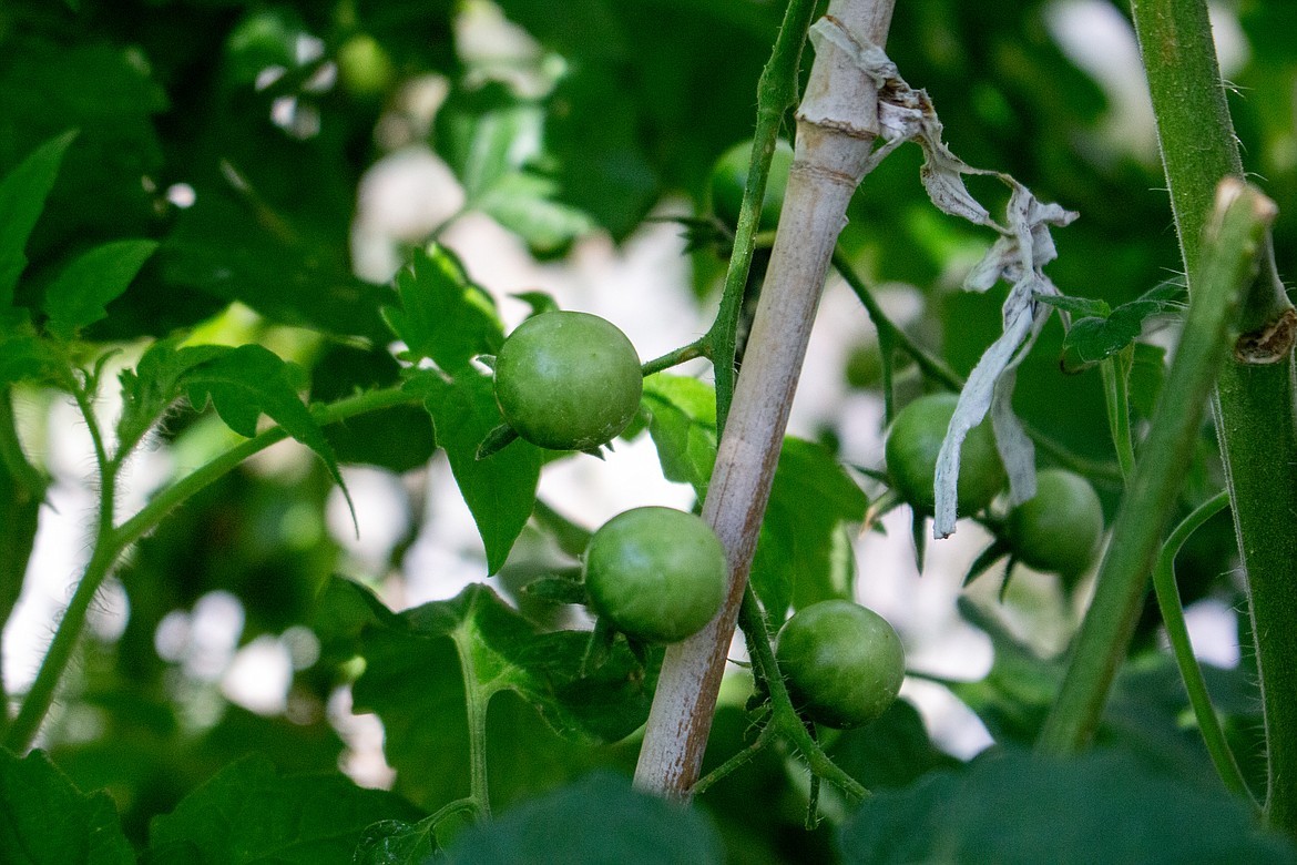 Early tomatoes begin to form on a plant at Edwards Nursery in Moses Lake.