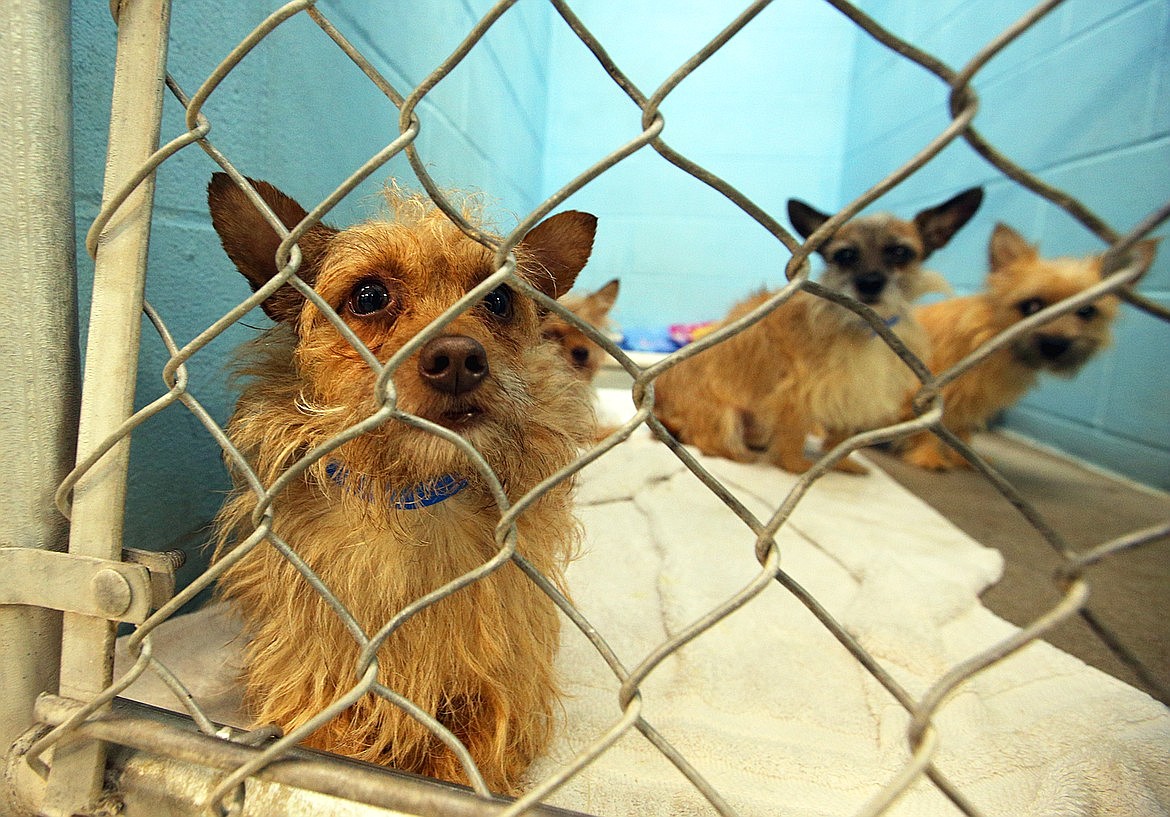 One of the dogs rescued from a Kellogg hoarding situation peers through the kennel gate at the Kootenai Humane Society.