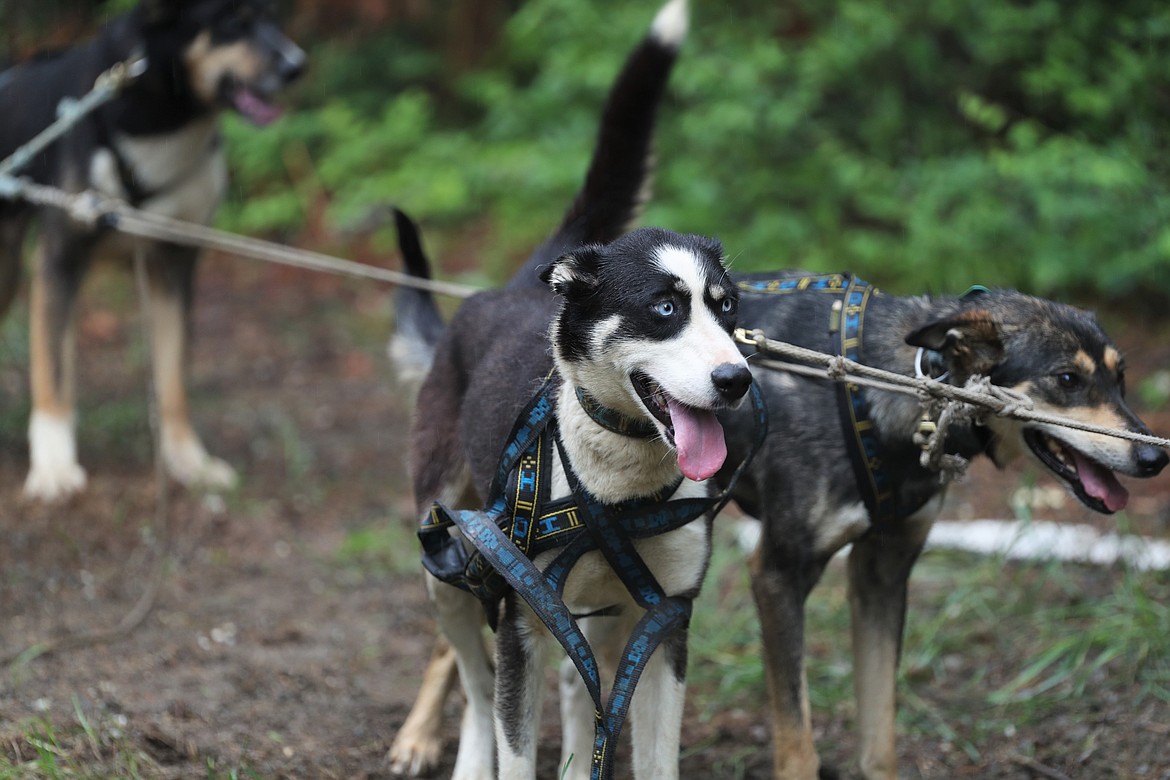 Bristol, a puppy, gets ready to take off on a training session.