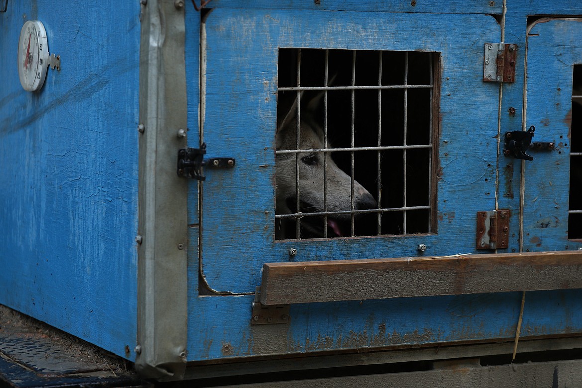 A dog waits to get out of the dog barn for a training session.