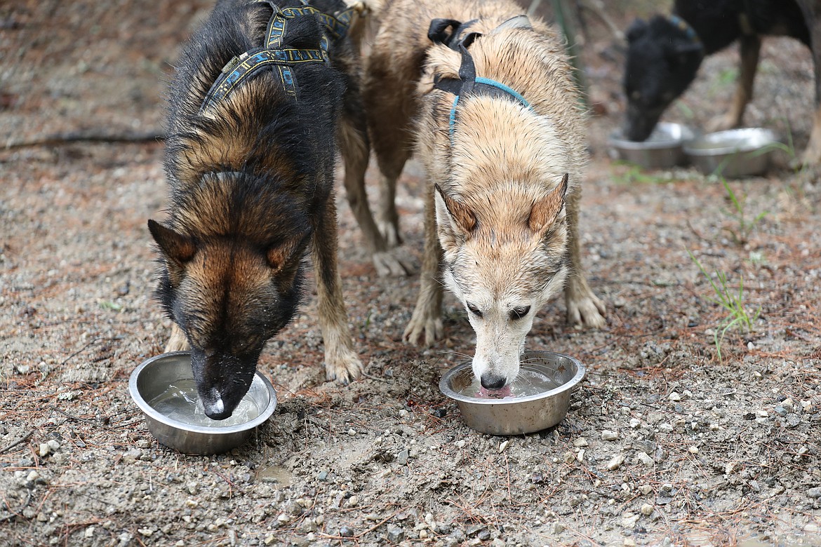 A pair of dogs drink water after a two-mile training session.