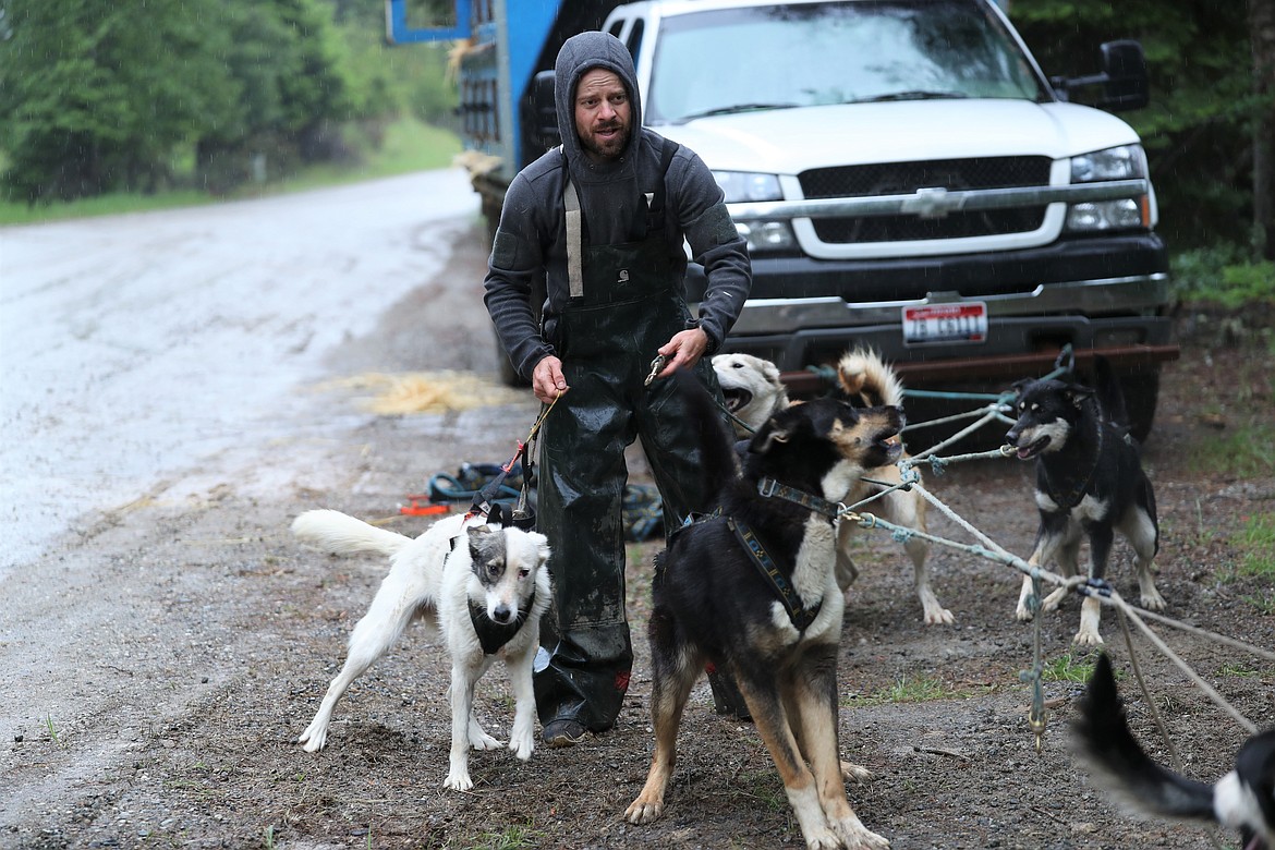 The sled dogs get excited as Jed Stephensen hooks them up for a training session.