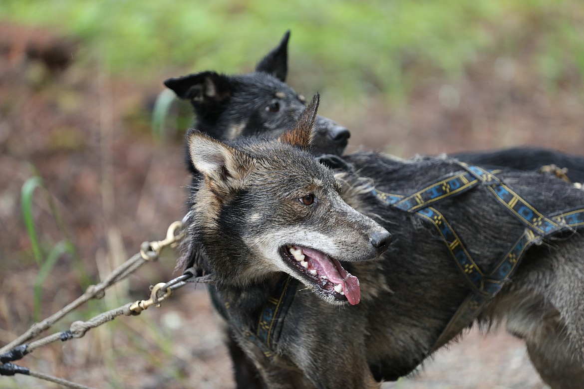 Dogs rest after a training session.