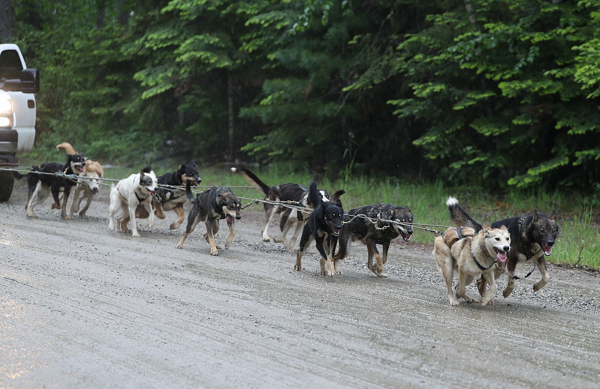 The sled dogs take off on a training session.