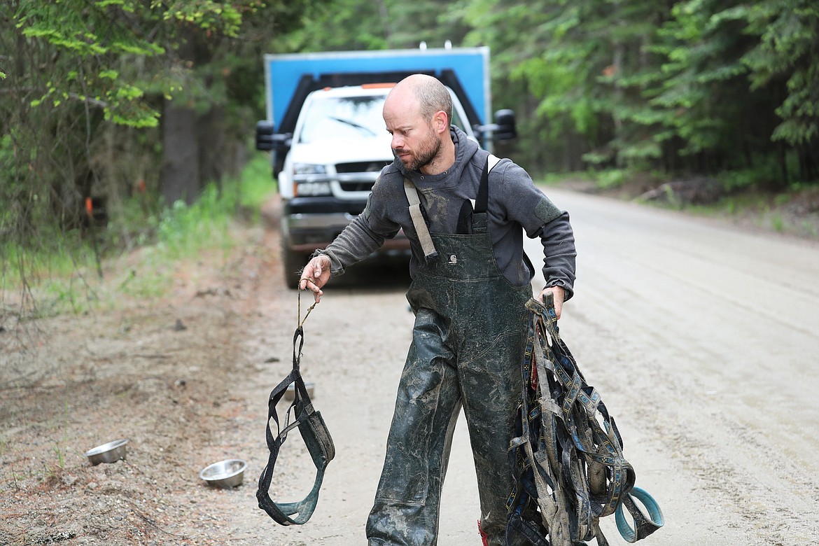 Jed Stephensen picks up the harnesses for the sled dogs following a training session.