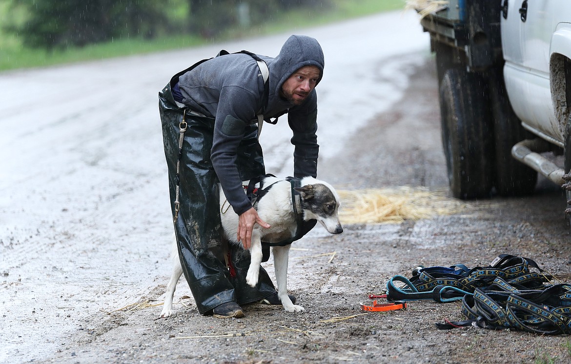 Jed Stephensen puts a harness on Marian.