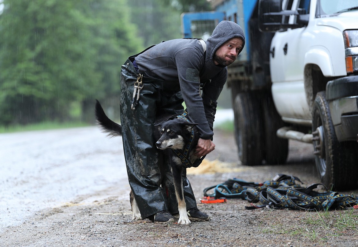 Jed Stephensen puts a harness on Sadie.